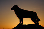 Golden Retriever im Sonnenuntergang