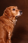 Golden Retriever Portrait