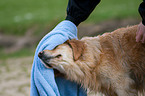 Golden Retriever wird abgetrocknet