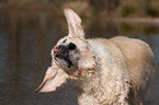 Golden Retriever Portrait