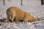 buddelnder Golden Retriever