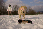 spielender Golden Retriever