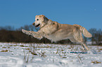 Golden rennender Golden Retriever