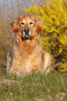 Golden Retriever Rde