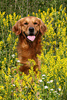 Golden Retriever Portrait