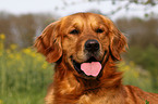 Golden Retriever Portrait