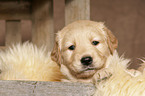 Golden Retriever Welpe