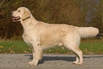 stehender Golden Retriever