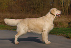 stehender Golden Retriever