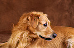 Golden Retriever Portrait