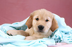 Golden Retriever Welpe