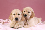 Golden Retriever Welpen