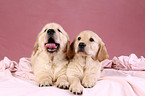 Golden Retriever Welpen