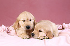 Golden Retriever Welpen