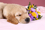 Golden Retriever Welpe