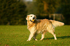 spielender Golden Retriever