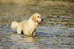 badender Golden Retriever