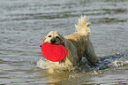 spielender Golden Retriever