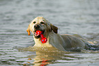 spielender Golden Retriever