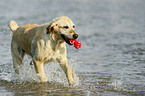 spielender Golden Retriever