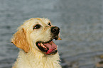 Golden Retriever Portrait