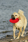 spielender Golden Retriever