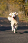 rennender Golden Retriever