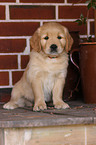 Golden Retriever Welpe