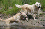 rennende Golden Retriever