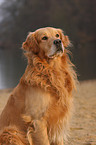 Golden Retriever Portrait