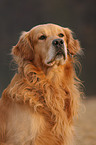 Golden Retriever Portrait