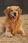 liegender Golden Retriever