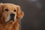 Golden Retriever Portrait