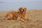 liegender Golden Retriever