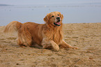 liegender Golden Retriever