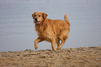 rennender Golden Retriever