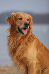 Golden Retriever Portrait