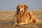 liegender Golden Retriever