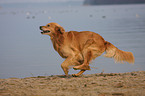 rennender Golden Retriever