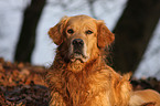 Golden Retriever Portrait