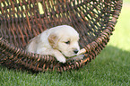 Golden Retriever Welpe