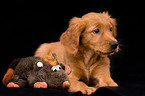 Golden Retriever Welpe