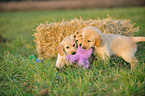 Golden Retriever Welpen