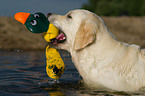 Golden Retriever Portrait