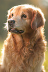 Golden Retriever Portrait