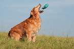 spielender Golden Retriever