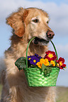 Golden Retriever apportiert Blumen