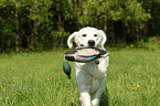 apportierender Golden Retriever