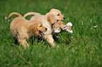 Golden Retriever Welpen