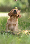 Golden Retriever Welpe